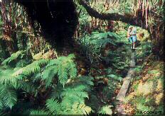 Photo - Kamakou Preserve, Molokai, Hawaii