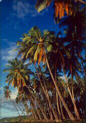 Photo - Kapuaiwa royal coconut grove