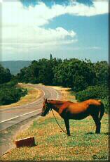 Photo - Horse powered highway maintenance