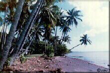 Photo - Beach at the mango grove